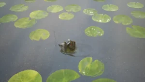 Bramble The Mountain King-01