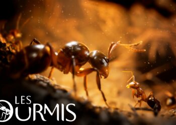 Les Fourmis, le jeu vidéo adapté du best-seller de Bernard Werber, se dévoile à travers une première bande-annonce