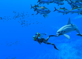 Endless Ocean Luminous (Nintendo Switch) – Le test